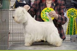 Sugar Star FCI, Hodowla West Highland White Terrier, West Highland White Terriery